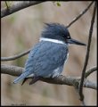_7SB3081 belted kingfisher
